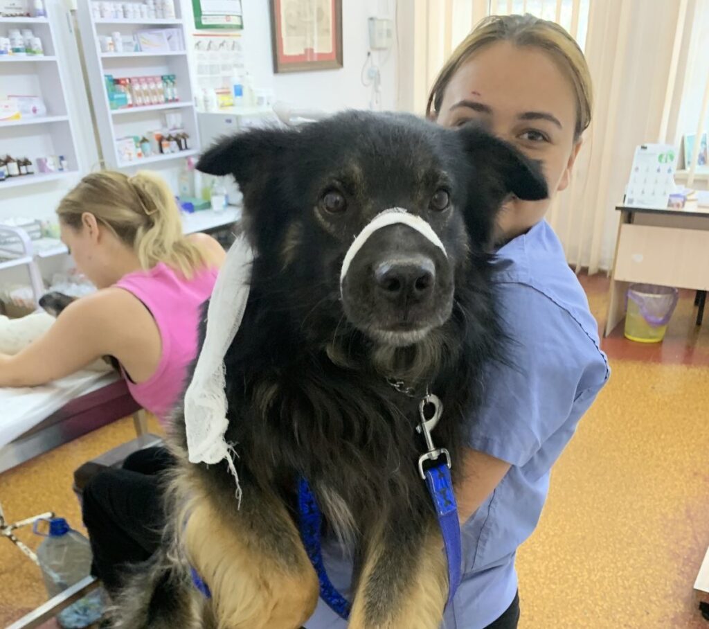 Kriebels in oorlogstijd: House of Animals voorkomt nestjes in Oekraïne