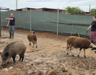 Droge pootjes voor dieren in Valencia dankzij House of Animals