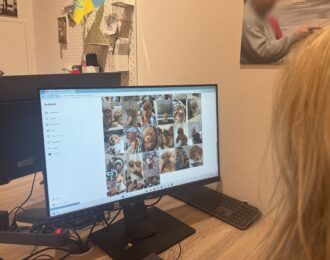 Het aanbod van minihondjes op Instagram