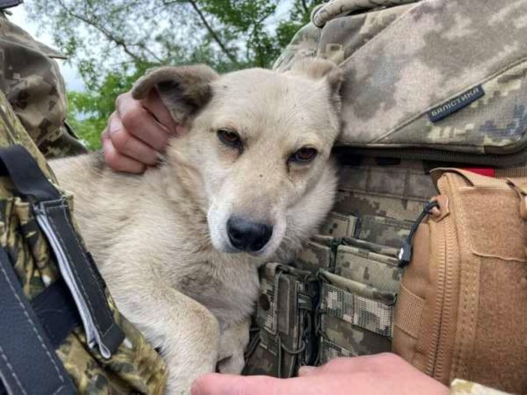 Nederlandse oorlogskeuken voor achtergelaten dieren Oekraïne | Foto: House of Animals