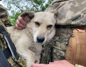 Nederlandse oorlogskeuken voor achtergelaten dieren Oekraïne | Foto: House of Animals