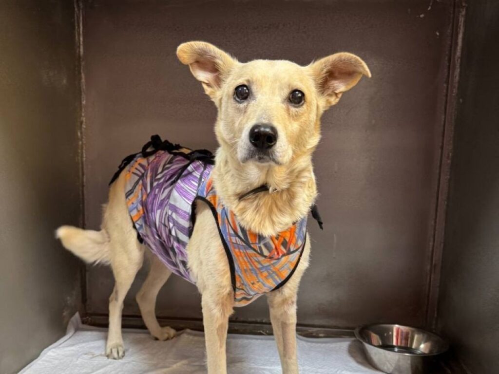 Brandstof voor Oekraïense oorlogsdieren zonder stroom | Foto: Myag-Gav