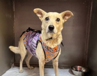 Brandstof voor Oekraïense oorlogsdieren zonder stroom | Foto: Myag-Gav