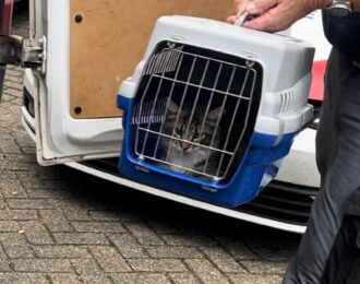Kattenleed ondanks houdverbod niet genoeg voor celstraf