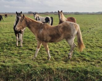 Wolvenaanvallen als verdienmodel?