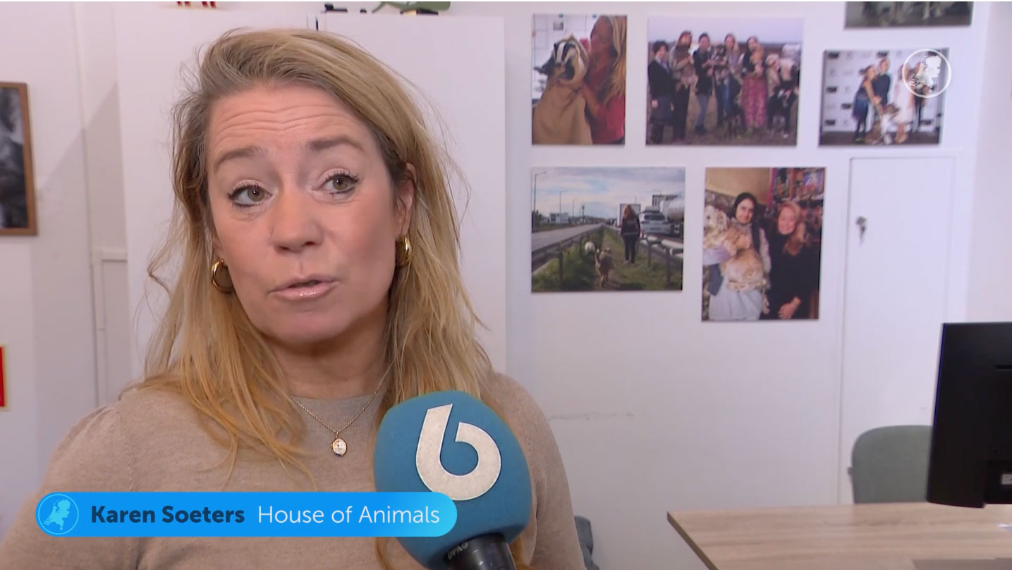 Schokkende undercoverbeelden: kippen verhongeren in stallen