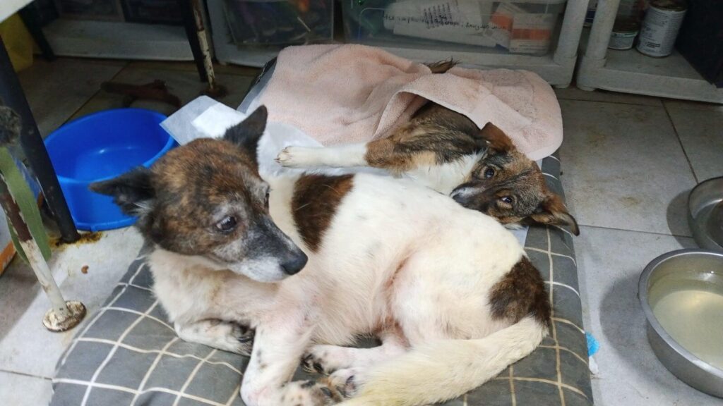 Nieuwe generator houdt 2000 Oekraïense dieren in leven | Foto: Pegasus