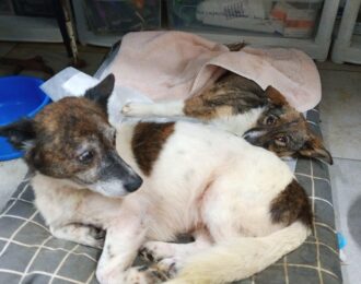 Nieuwe generator houdt 2000 Oekraïense dieren in leven | Foto: Pegasus