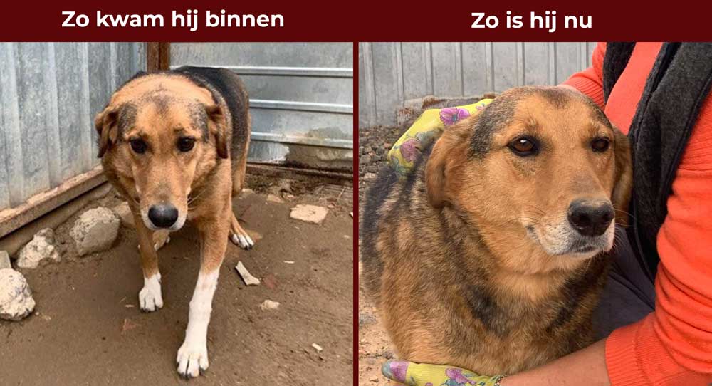 Hondje Mukthar Mukhtar werdt gevonden op een industrieterrein. Hij was ondervoed en verzwakt en had een grote tumor.