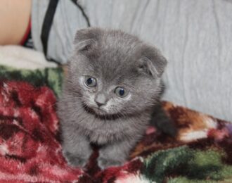 Kitten Scottish Fold