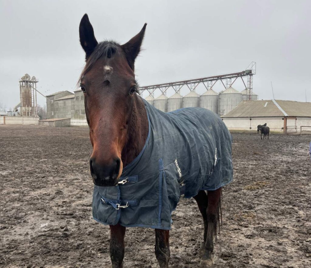 Hulp uit Nederland bereikt dieren in ijzig Oekraïne | Foto: Ene Berdyeva voor House of Animals