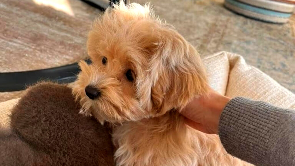 Dutch Maltipoo BV wil bewijs