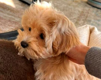 Dutch Maltipoo BV eist bewijzen