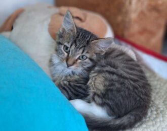 Reparatie bevroren waterleidingen redt 300 dieren in Oekraïne