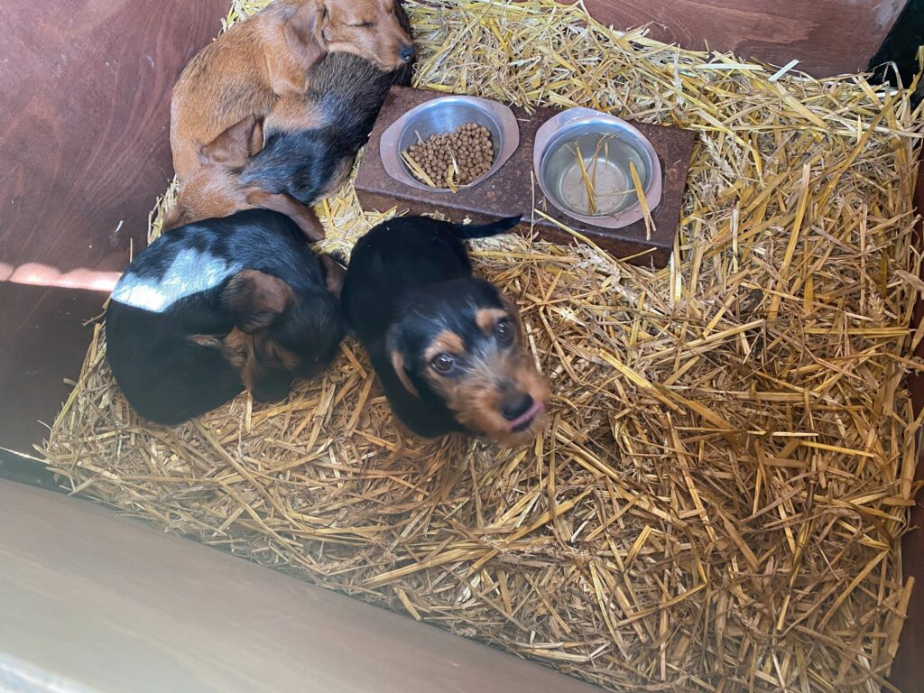 Dwangsommen tegen Bert’s Animal Verhuur terecht opgelegd