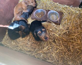 Dwangsommen tegen Bert’s Animal Verhuur terecht opgelegd