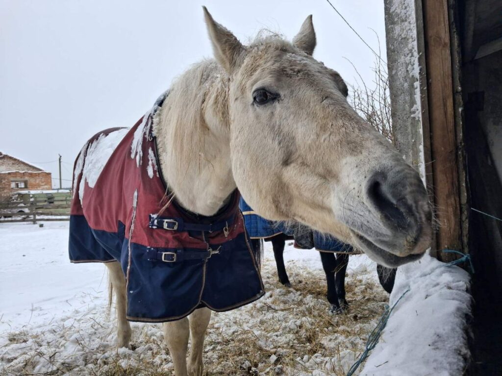 Hulp uit Nederland bereikt dieren in ijzig Oekraïne | Foto: Ene Berdyeva voor House of Animals