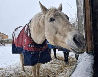Hulp uit Nederland bereikt dieren in ijzig Oekraïne | Foto: Ene Berdyeva voor House of Animals