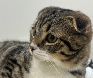 Ophef Dierenbescherming na euthanasie-instructie Scottish Folds