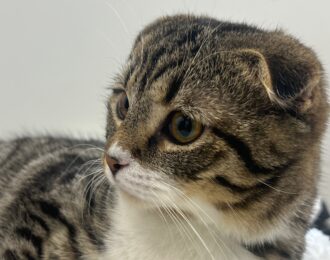 Ophef Dierenbescherming na euthanasie-instructie Scottish Folds
