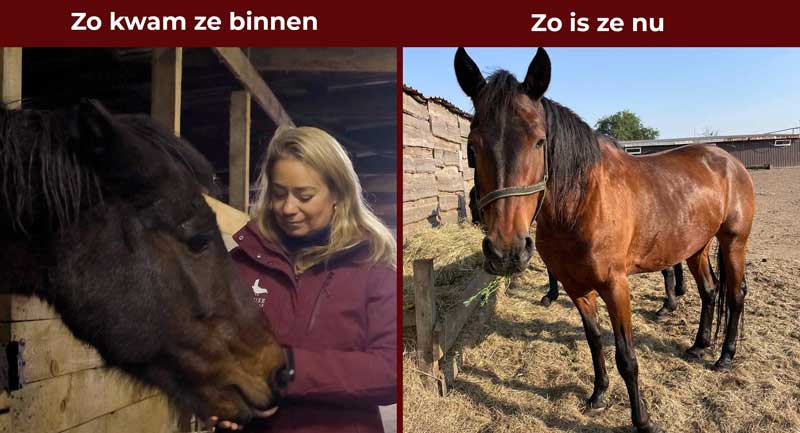Paard Kamila Kamila raakte gewond door een raket en raakte getraumatiseerd, ze werd angstig en gestrest.