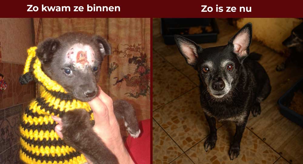 Hondje Mouse De kleine Mouse heeft geen makkelijke start gehad. Met een grote schotwond op haar hoofd kwam ze aan bij Angel.