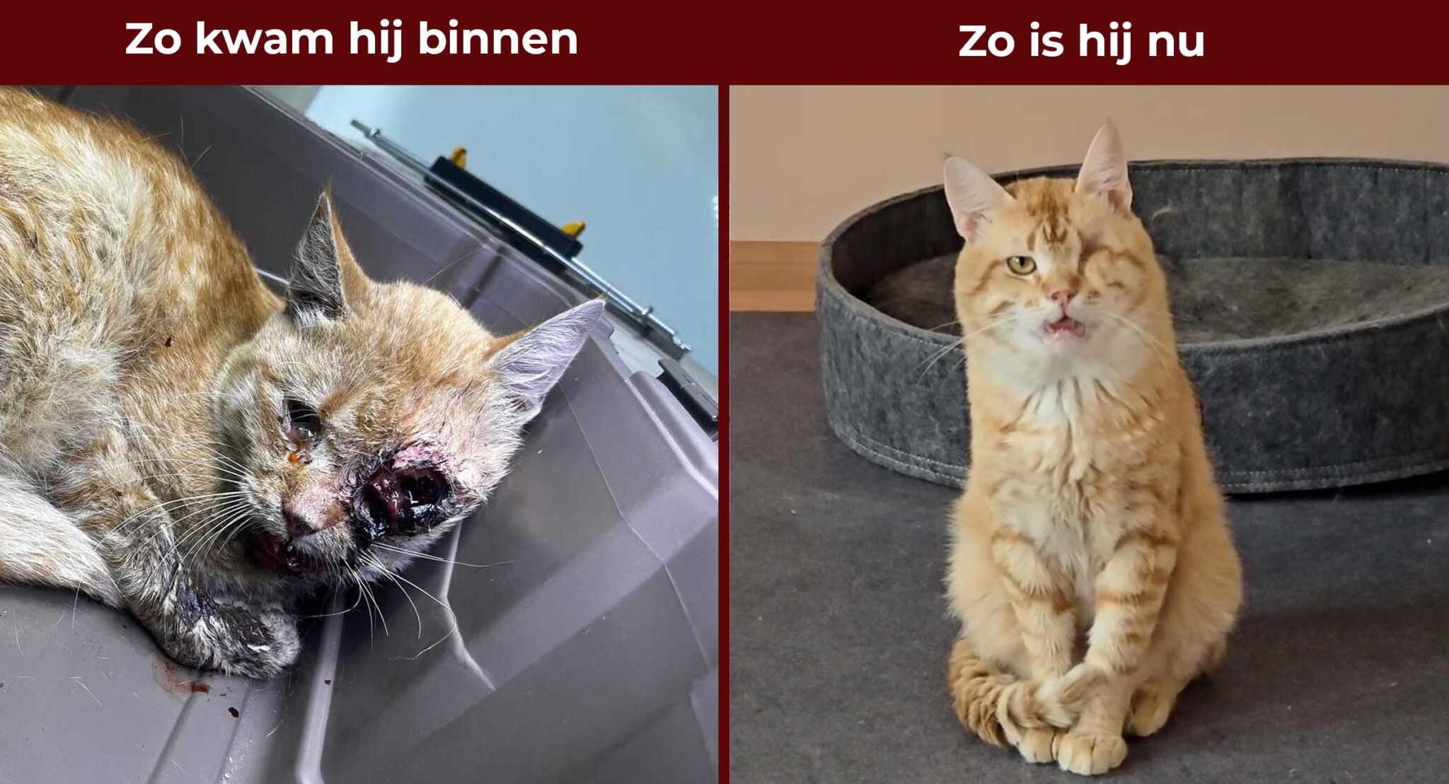 Kater Phil Phil werdt binnengebracht met een gebroken kaak en een uitgeslagen oog en had direct medische hulp nodig.