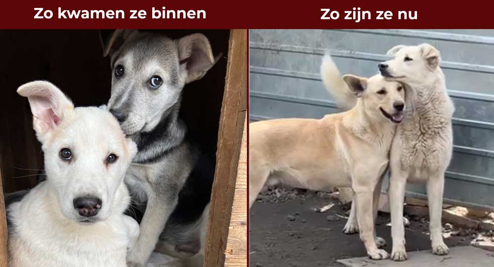 adopt - vier lieve, schattige puppy’s werden in een zak bij the City of Dogs in de steek gelaten.