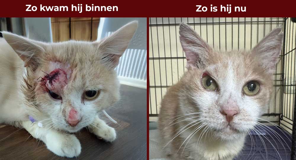 Kater Peach Peach werd gered uit een gebombardeerd huis. De zwaargewonde kater kon niet uit de woning ontsnappen en was aan zijn lot overgelaten.