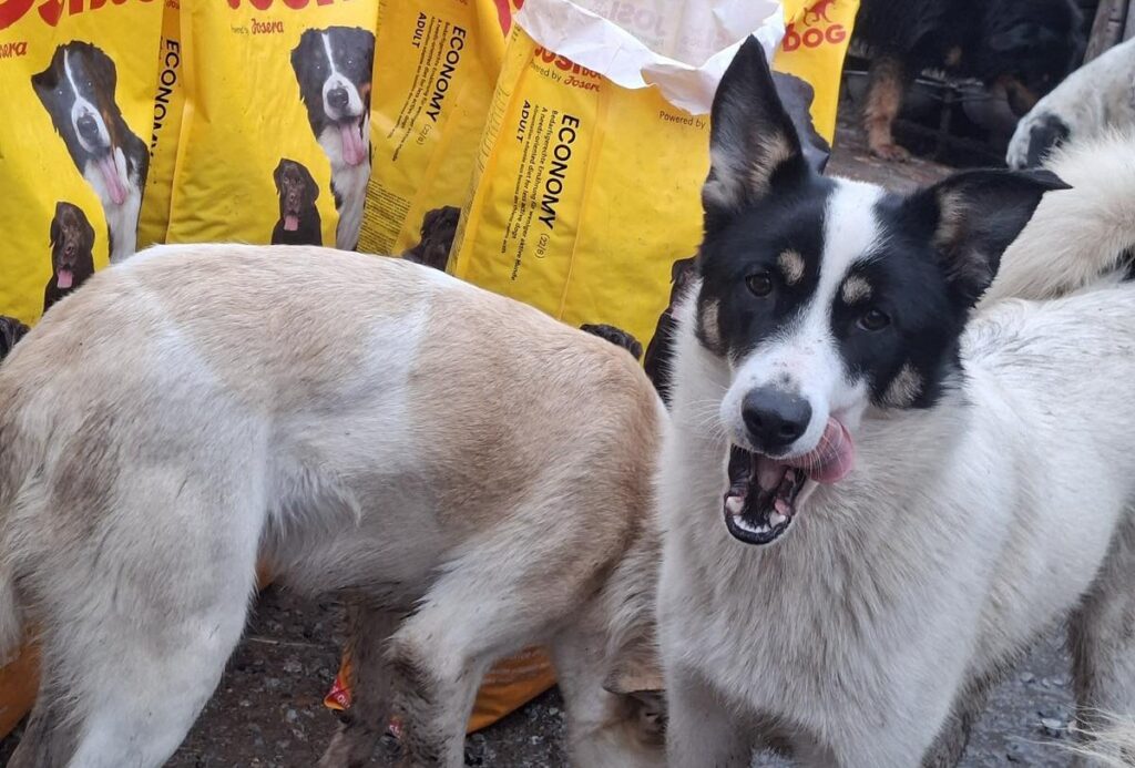 Oorlogsdieren bij Favorite Animals krijgen voer en medicijnen