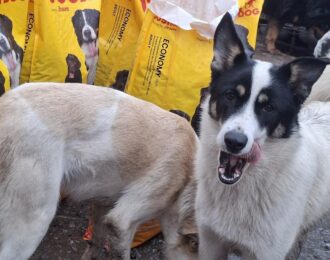 Oorlogsdieren bij Favorite Animals krijgen voer en medicijnen