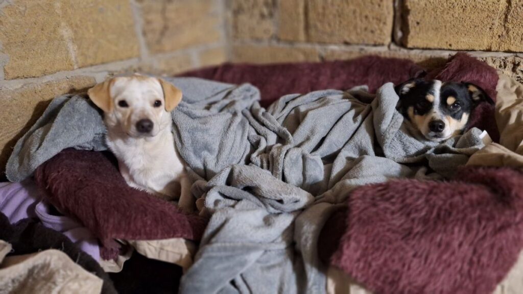 Kapotte wasmachine bij City of Dogs. House of Animals helpt | Foto: City of Dogs