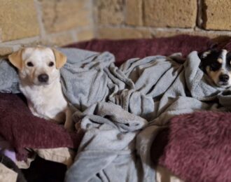 Kapotte wasmachine bij City of Dogs. House of Animals helpt