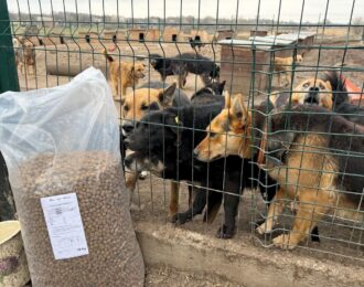 Drie vrachtwagens vol noodhulp bereiken dieren in Oekraïne