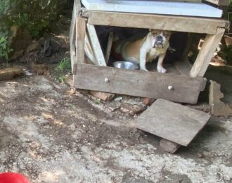 Hond bij Nederlandse hondenfokster