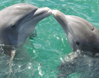 De export van zeezoogdieren uit het Dolfinarium naar China gaat niet door