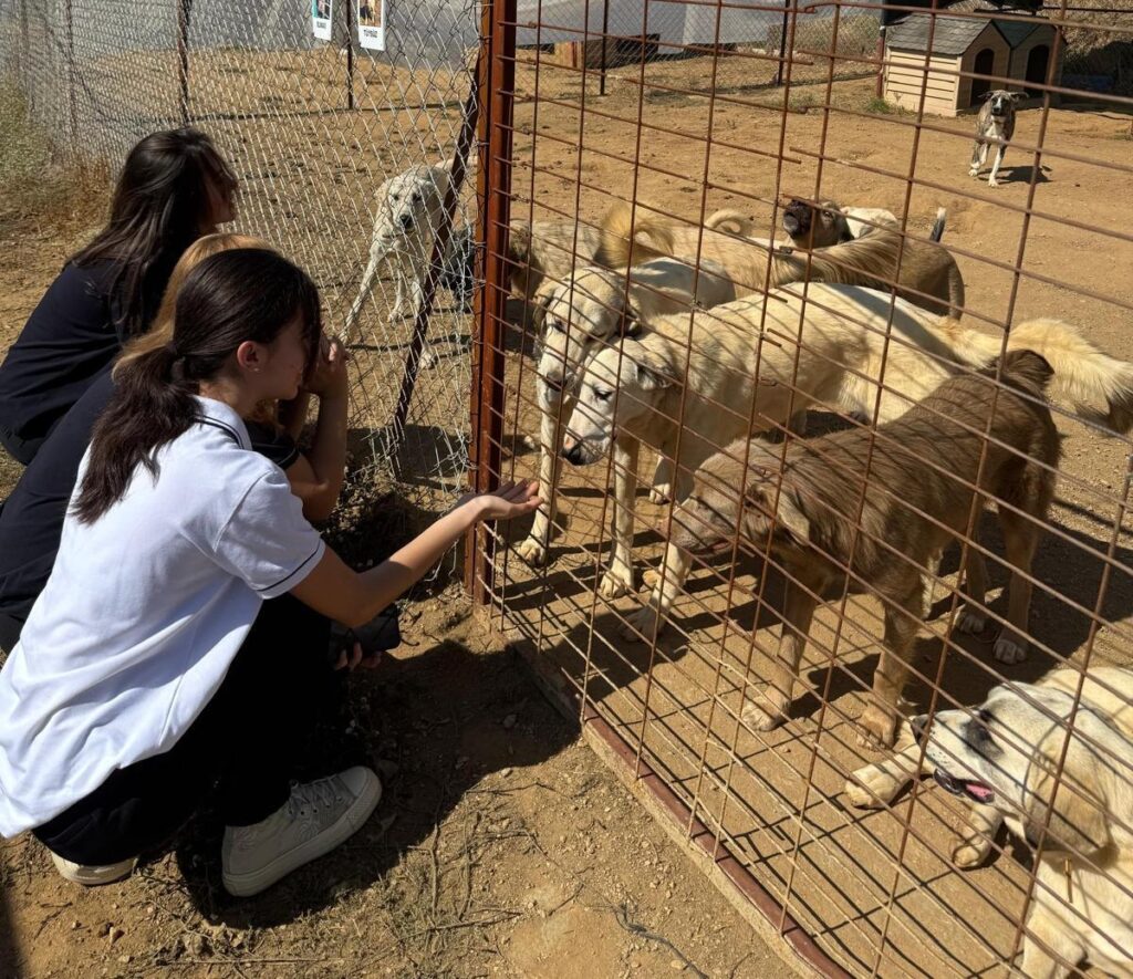Turkse kinderen leren zorg te dragen voor zwerfdieren