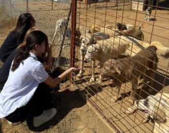 Turkse kinderen leren zorg te dragen voor zwerfdieren