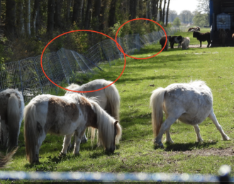 Aangifte om wolvenaanvallen als verdienmodel