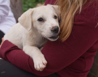 Save the Pawties