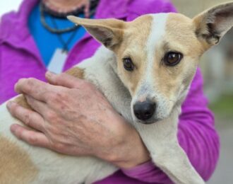 Oekraïne: Angel vangt hond op na luchtaanval in haar straat