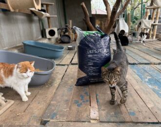 2.000 kilo kattengrind voor katten aan de frontlinie van Oekraïne