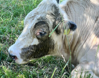 Gewonde stier aan z'n lot overgelaten door beruchte boer uit Eijsden