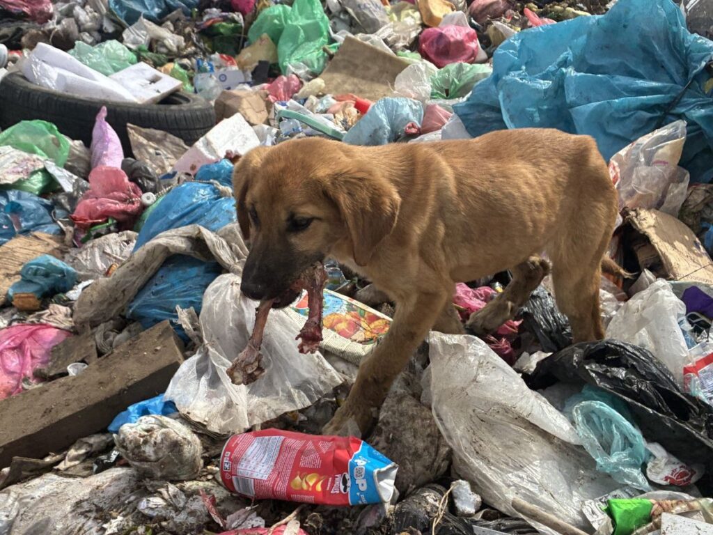 60.000 zwerfdieren zijn vergeten slachtoffers Kosovo-oorlog | Foto: Stichting Animals Kosovo