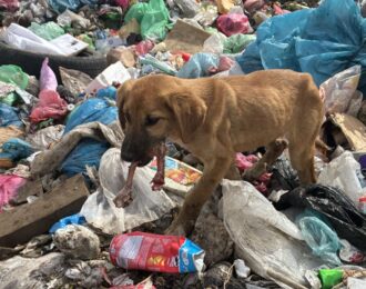 60.000 zwerfdieren zijn vergeten slachtoffers Kosovo-oorlog