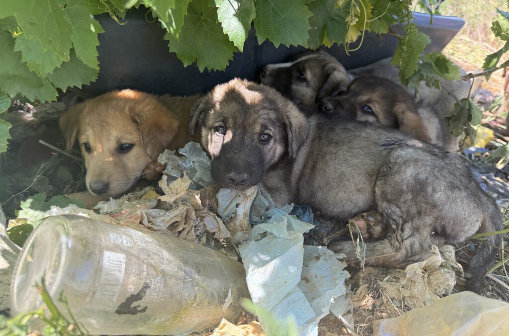 Puppy's op de vuilnisbelt in Peja