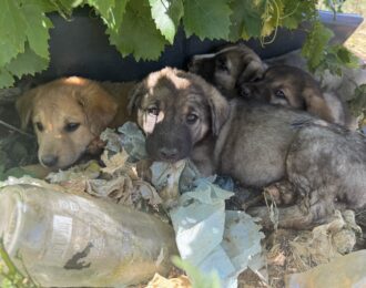 Puppy's op de vuilnisbelt in Peja