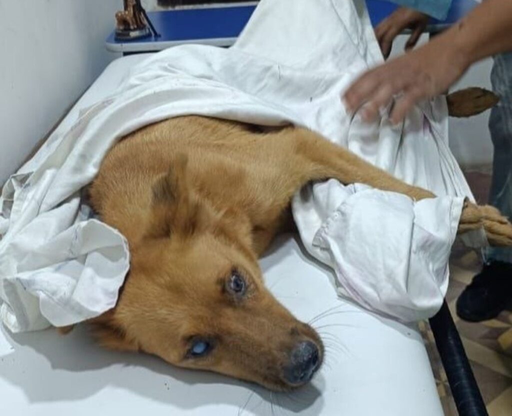 Hond Canela is gered tussen het puin na de aardbeving. Ze heeft een grote wond aan haar poot en is behandeld in het noodhospitaal.