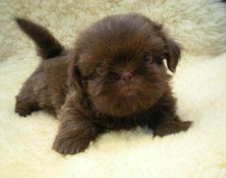 Banjer als pup