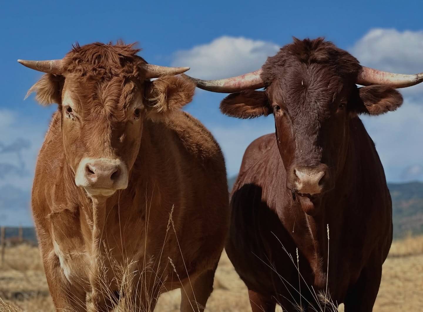 Bosbranden bedreigen Spaanse dierenopvangcentra (Álamo en Romerito leven in het nieuwe terrein van Santuario Vegan, waar het vuur zich dichtbij bevindt) | Foto: Santuario Vegan